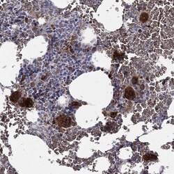 Invitrogen CTSW Polyclonal Antibody 100 &mu;L; Unconjugated:Antibodies,