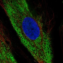 Invitrogen COL1A2 Polyclonal Antibody 100 &mu;L; Unconjugated:Antibodies,