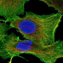 Invitrogen Syndecan 2 Polyclonal Antibody 100 &mu;L; Unconjugated:Antibodies,