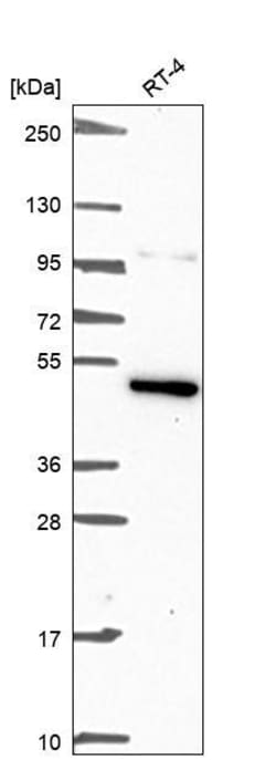 Invitrogen JNK3 Polyclonal Antibody 100 &mu;L; Unconjugated:Antibodies,