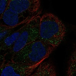 Invitrogen GDF7 Polyclonal Antibody 100 &mu;L; Unconjugated:Antibodies,