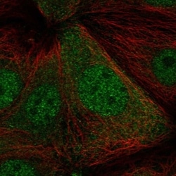 Invitrogen PBOV1 Polyclonal Antibody 100 &mu;L | Buy Online | Invitrogen&trade; | Fisher Scientific