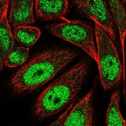 Invitrogen PRDM13 Polyclonal Antibody 100 &mu;L; Unconjugated:Antibodies,