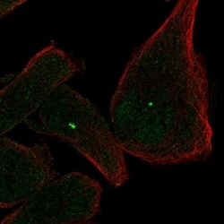 Invitrogen CEP112 Polyclonal Antibody 100 &mu;L; Unconjugated:Antibodies,