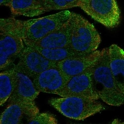 Invitrogen DYX1C1 Polyclonal Antibody 100 &mu;L; Unconjugated:Antibodies,
