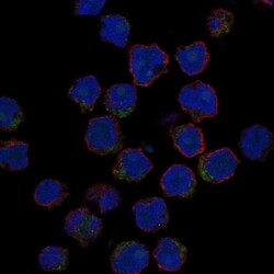 CD1e Polyclonal Antibody, Invitrogen 100 &mu;L, Unconjugated:Antibodies,