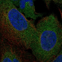 Invitrogen FAM62B Polyclonal Antibody 100 &mu;L; Unconjugated:Antibodies,