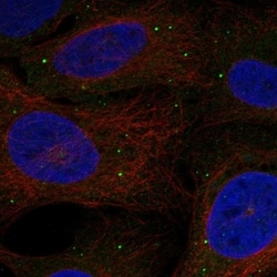 Invitrogen C1ql1 Polyclonal Antibody 100 &mu;L; Unconjugated:Antibodies,