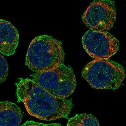 Invitrogen CEP63 Polyclonal Antibody 100 &mu;L; Unconjugated:Antibodies,