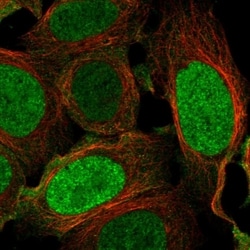 Invitrogen ILF2 Polyclonal Antibody 100 &mu;L; Unconjugated:Antibodies,