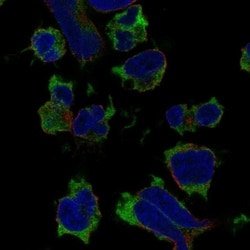 Invitrogen SH2D1A Polyclonal Antibody 100 &mu;L; Unconjugated:Antibodies,
