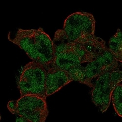 Invitrogen DRAK2 Polyclonal Antibody 100 &mu;L; Unconjugated:Antibodies,