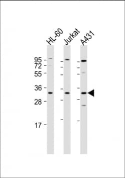 Invitrogen Caspase 3 Polyclonal Antibody 400 &mu;L; Unconjugated:Anticuerpos