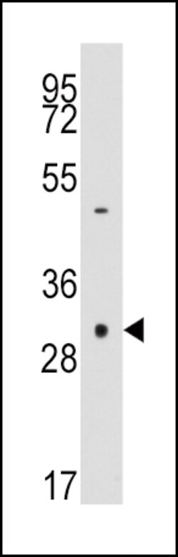 Invitrogen Caspase 3 Polyclonal Antibody 400 &mu;L; Unconjugated:Anticuerpos