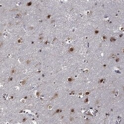 Invitrogen ZNF775 Polyclonal Antibody 100 &mu;L; Unconjugated:Antibodies,