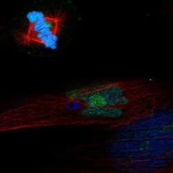 Invitrogen PELO Polyclonal Antibody 100 &mu;L; Unconjugated:Antibodies,
