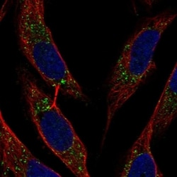 Invitrogen BST-2 Polyclonal Antibody 100 &mu;L; Unconjugated:Antibodies,