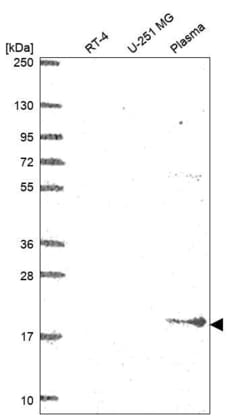 Invitrogen BST-2 Polyclonal Antibody 100 &mu;L; Unconjugated:Antibodies,
