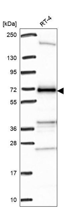 Invitrogen C17orf80 Polyclonal Antibody 100 &mu;L; Unconjugated:Antibodies,
