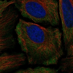Invitrogen GRIK1 Polyclonal Antibody 100 &mu;L; Unconjugated:Antibodies,