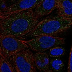 Invitrogen CYP2C18 Polyclonal Antibody 100 &mu;L; Unconjugated:Antibodies,