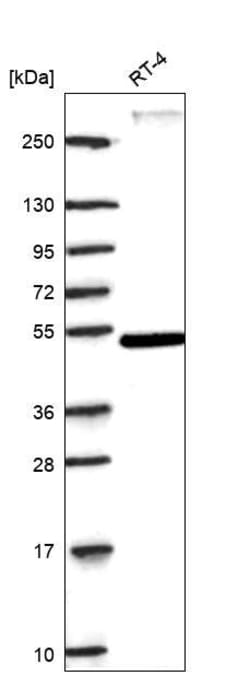 Invitrogen RORA Polyclonal Antibody 100 &mu;L | Buy Online | Invitrogen&trade; | Fisher Scientific