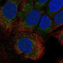 Invitrogen CDH24 Polyclonal Antibody 100 &mu;L; Unconjugated:Antibodies,