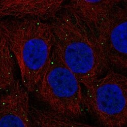 Invitrogen CTNS Polyclonal Antibody 100 &mu;L; Unconjugated:Antibodies,