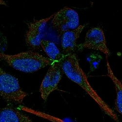 Invitrogen FAT3 Polyclonal Antibody 100 &mu;L; Unconjugated:Antibodies,
