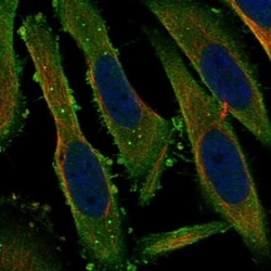 Invitrogen PACS1 Polyclonal Antibody 100 &mu;L; Unconjugated:Antibodies,