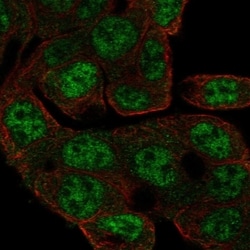 Invitrogen CCDC83 Polyclonal Antibody 100 &mu;L; Unconjugated:Antibodies,