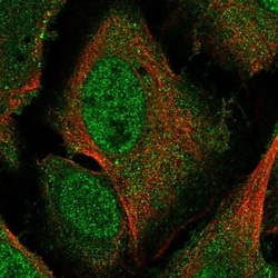 Invitrogen Pirin Polyclonal Antibody 100 &mu;L; Unconjugated:Antibodies,