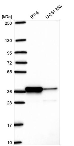 Invitrogen Pirin Polyclonal Antibody 100 &mu;L; Unconjugated:Antibodies,