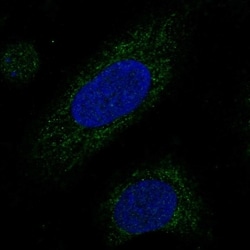 Invitrogen MRPL38 Polyclonal Antibody 100 &mu;L; Unconjugated:Antibodies,