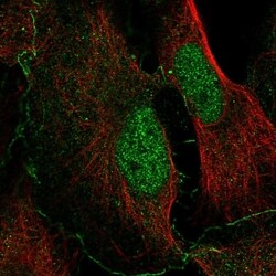 Invitrogen NHSL2 Polyclonal Antibody 100 &mu;L; Unconjugated:Antibodies,