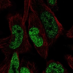 Invitrogen Fggy Polyclonal Antibody 100 &mu;L; Unconjugated:Antibodies,