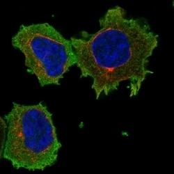 Invitrogen ARHGAP17 Polyclonal Antibody 100 &mu;L; Unconjugated:Antibodies,