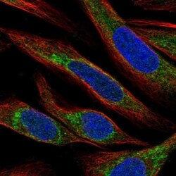 Invitrogen APOOL Polyclonal Antibody 100 &mu;L; Unconjugated:Antibodies,