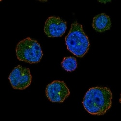 Invitrogen CENPJ Polyclonal Antibody 100 &mu;L; Unconjugated:Antibodies,