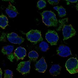 Invitrogen LRRC18 Polyclonal Antibody 100 &mu;L; Unconjugated:Antibodies,
