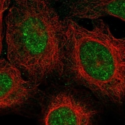 Invitrogen ZUFSP Polyclonal Antibody 100 &mu;L; Unconjugated:Antibodies,