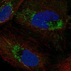 Invitrogen ICT1 Polyclonal Antibody 100 &mu;L; Unconjugated:Antibodies,