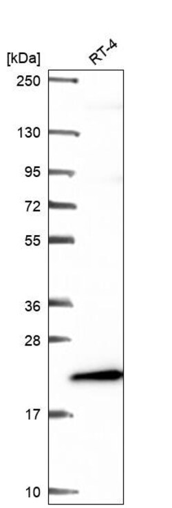 Invitrogen ICT1 Polyclonal Antibody 100 &mu;L; Unconjugated:Antibodies,