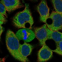 Invitrogen THAP12 Polyclonal Antibody 100 &mu;L; Unconjugated:Antibodies,