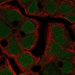 Invitrogen TFDP3 Polyclonal Antibody 100 &mu;L; Unconjugated:Antibodies,