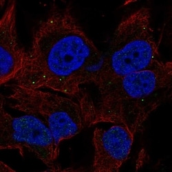 Invitrogen C10orf32 Polyclonal Antibody 100 &mu;L; Unconjugated:Antibodies,