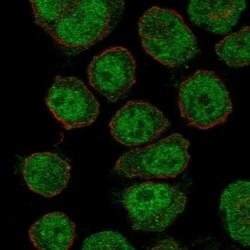 Invitrogen ZNF333 Polyclonal Antibody 100 &mu;L; Unconjugated:Antibodies,