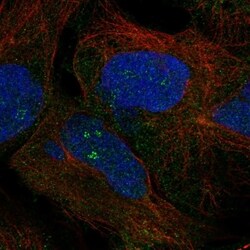 Invitrogen ZNF728 Polyclonal Antibody 100 &mu;L; Unconjugated:Antibodies,