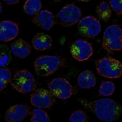 Invitrogen IL-26 Polyclonal Antibody 100 &mu;L; Unconjugated:Antibodies,