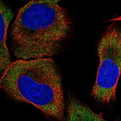Invitrogen SAPAP1 Polyclonal Antibody 100 &mu;L; Unconjugated:Antibodies,